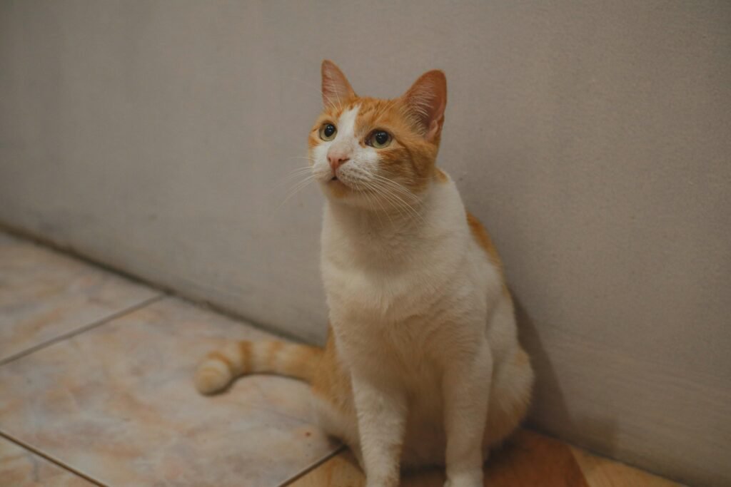 ração para gatos castrados